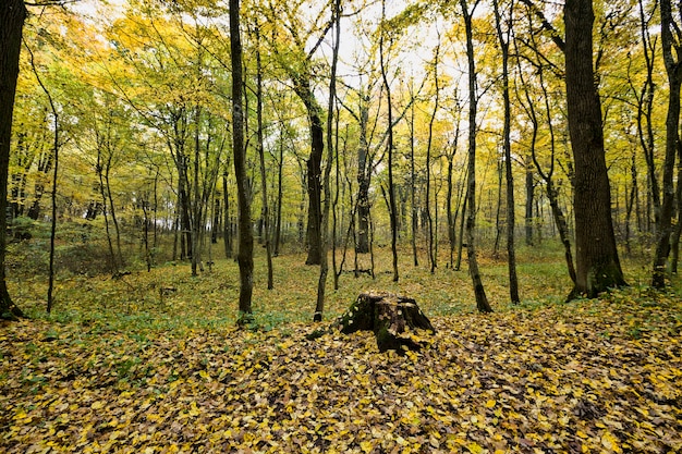 foresta con alberi giovani sottili nella stagione autunnale