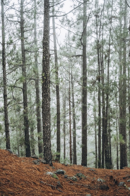 Foresta con alberi in nebbia al mattino.