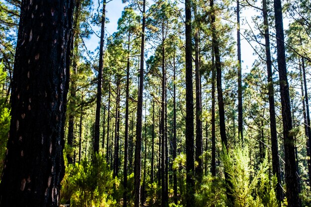 Foresta con alti pini e bellezza del bosco naturale