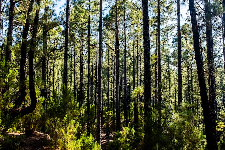 Foto foresta con alti pini e bellezza del bosco naturale