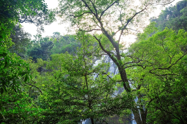 foresta con cascataAkita Prefecture Summer Falls