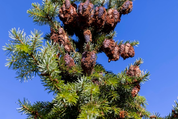 Foresta con diversi alberi in estate bellissimi alberi illuminati dalla luce solare