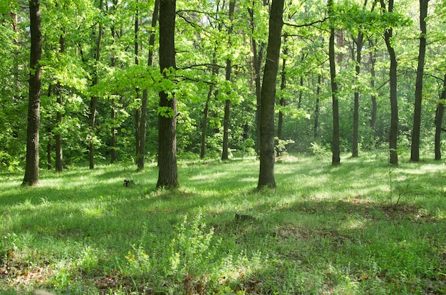 foresta con erba verde