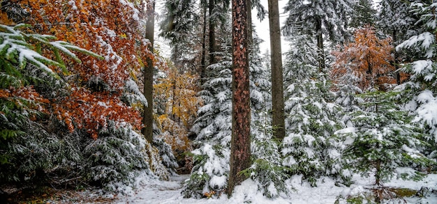 Foresta con foglie d'autunno e neve. Carpazi, Ucraina. Yaremche