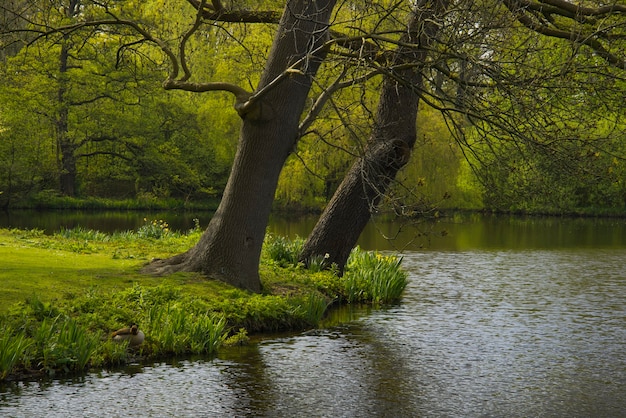 Foresta con lago