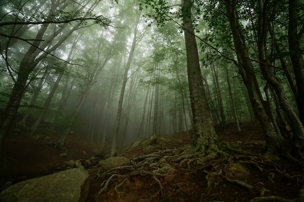 foresta con nebbia