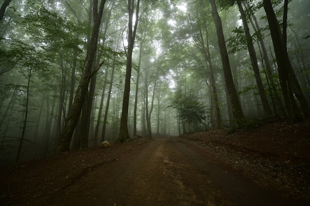 foresta con nebbia