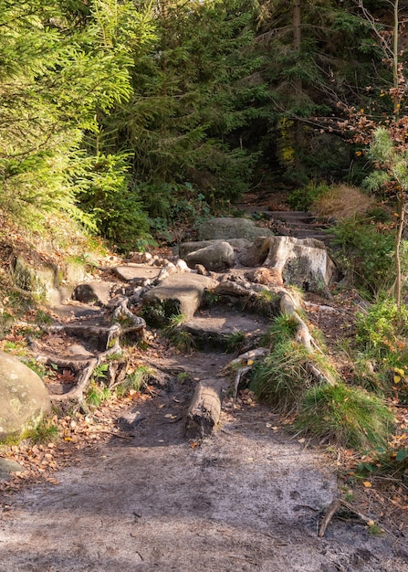 foresta con percorso a piedi radici di alberi enormi gradini di pietra Svizzera sassone vicino a Dresda Sassonia Germania