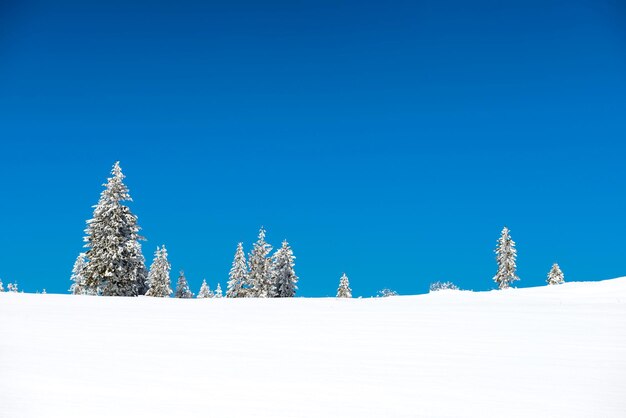 Foresta con pini invernali nella neve e nel cielo azzurro