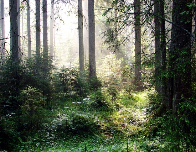 Foresta con raggi di sole