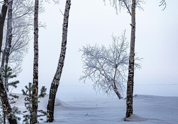 Foresta congelata in inverno nella nebbia.