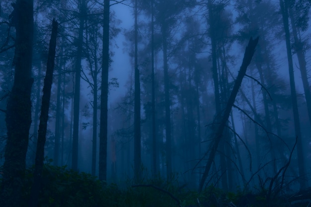 Foresta coperta di nebbia al tramonto con un cielo azzurro che fa sembrare una storia dell'orrore