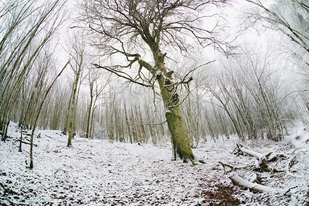 Foresta coperta di neve, alberi di tronchi, inverno in Germania paesaggio gelido in inverno, clima