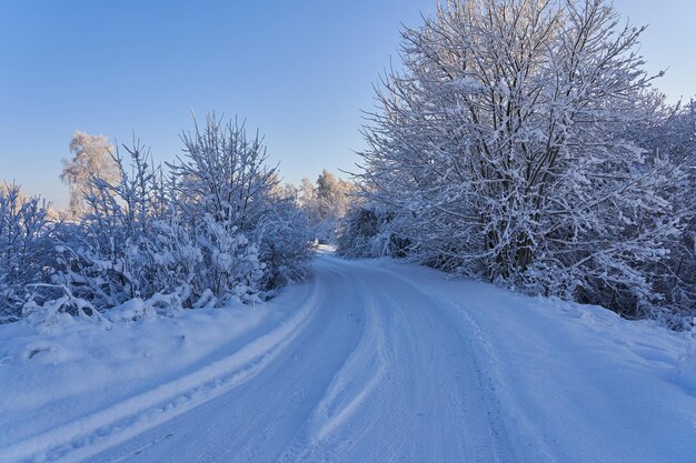 Foresta coperta di neve e cespugli sotto la neve Una strada solitaria in una parte remota della terra