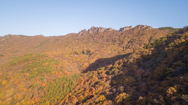 Foresta coreana d'autunno