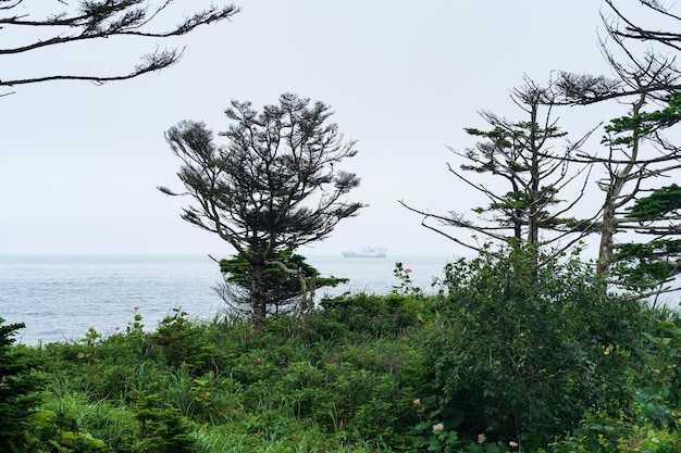 Foresta costiera con pini nani sulla costa del Pacifico Isole Curili