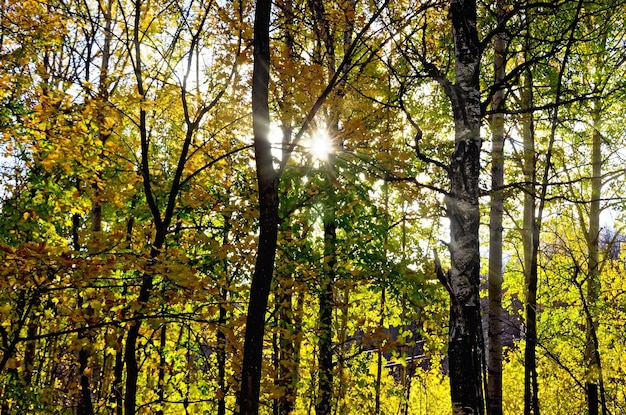 Foresta d'autunno con il sole