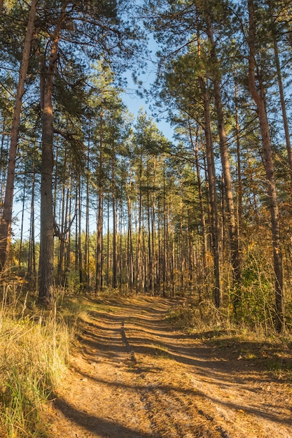 Foresta d&#39;autunno con una strada