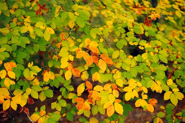 Foresta d'autunno con vista foglie