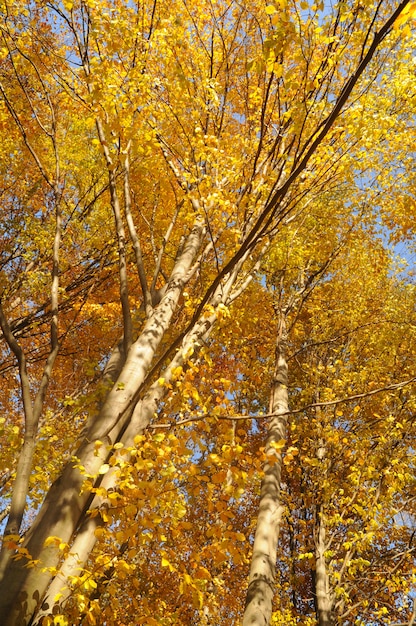 Foresta d'autunno gialla