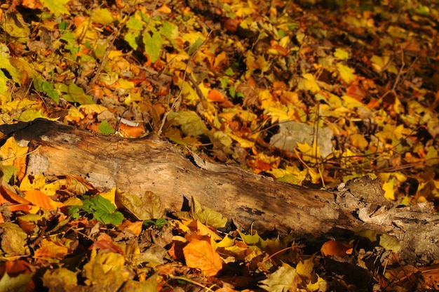 Foresta d'autunno gialla