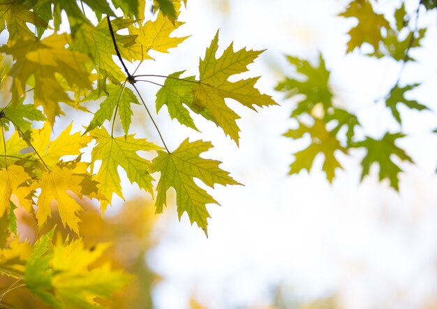 Foresta d'autunno in giornata di sole