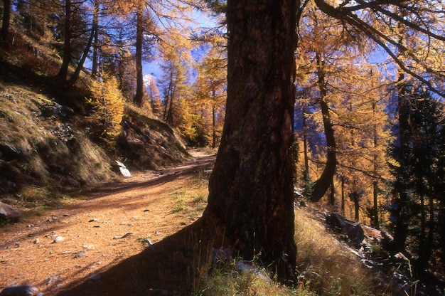 Foresta d'autunno in montagna