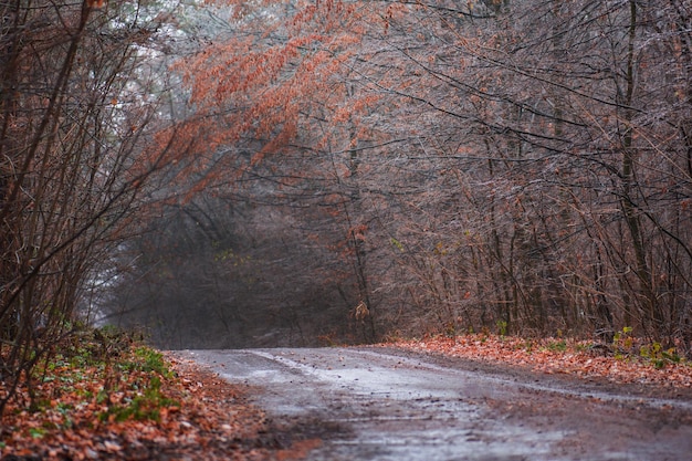 Foresta d'autunno nebbiosa Bella foresta mistica