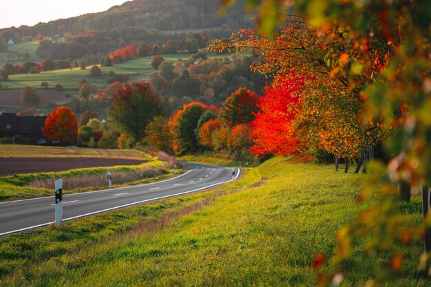 Foresta d'Autunno Strada d'Autunno