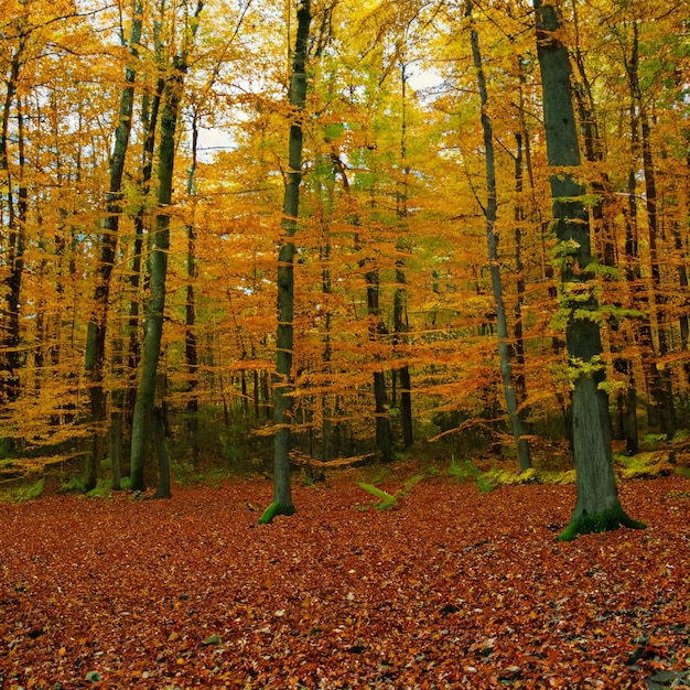 Foresta d'autunno