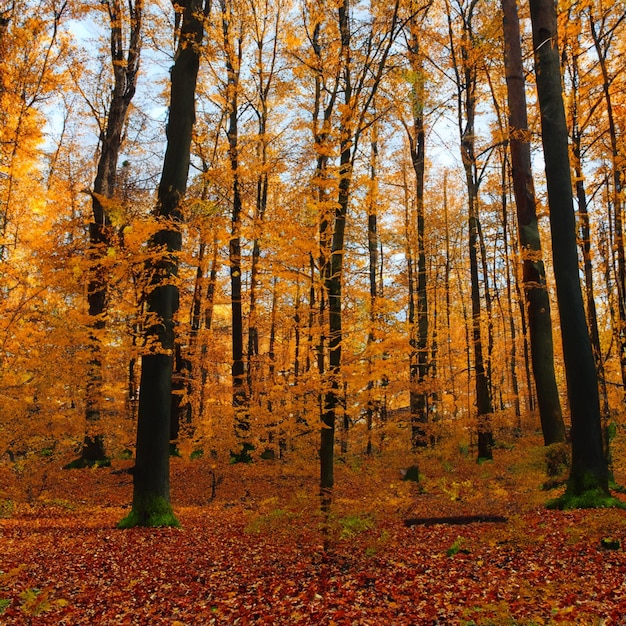 Foresta d'autunno