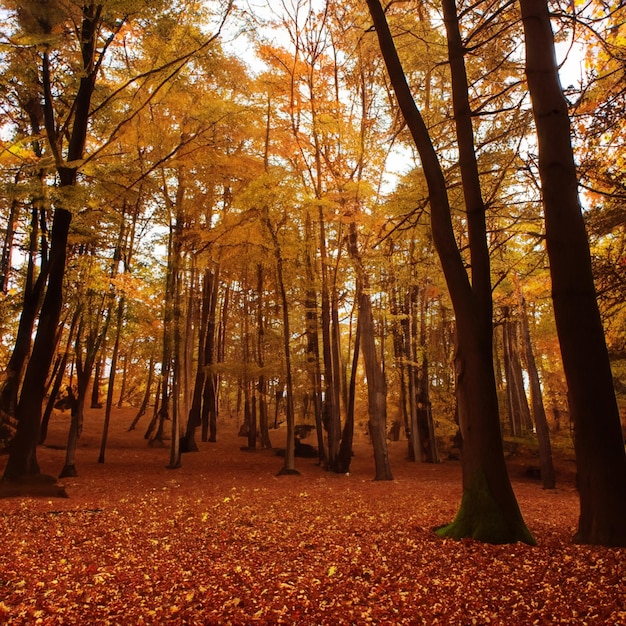 Foresta d'autunno