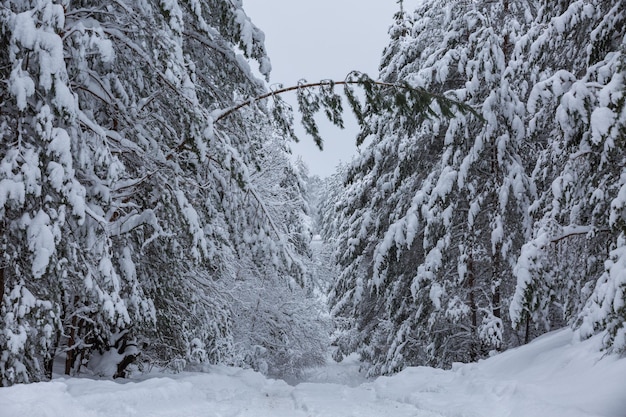 Foresta d'inverno, alberi nella neve, bella vista innevata