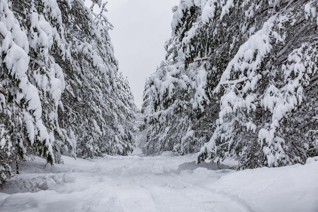 Foresta d'inverno, alberi nella neve, bella vista innevata