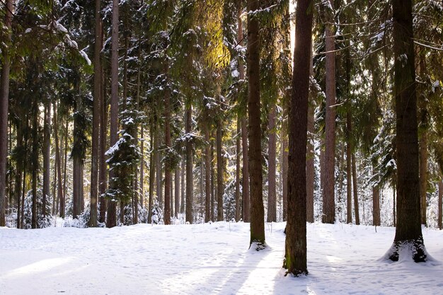 Foresta d'inverno con pino in raggi di sole