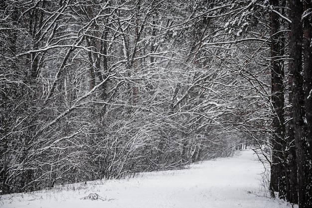 Foresta d'inverno con sentiero