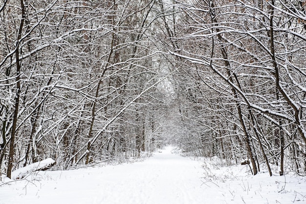 Foresta d'inverno con sentiero