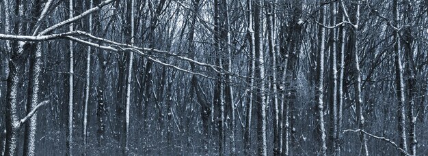 Foresta d'inverno cupa scura con alberi innevati. Alberi innevati nella foresta invernale