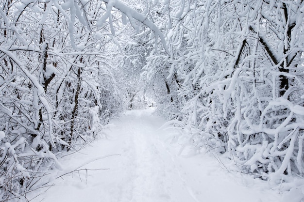 Foresta d'inverno e la strada