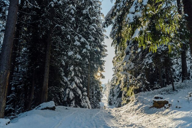 Foresta d'inverno. Foresta nella neve. Alti abeti coperti di neve bianca dopo la nevicata che brillano di luce solare. Altri alberi sono piegati a terra. L'ampio sentiero si addentra nella foresta.