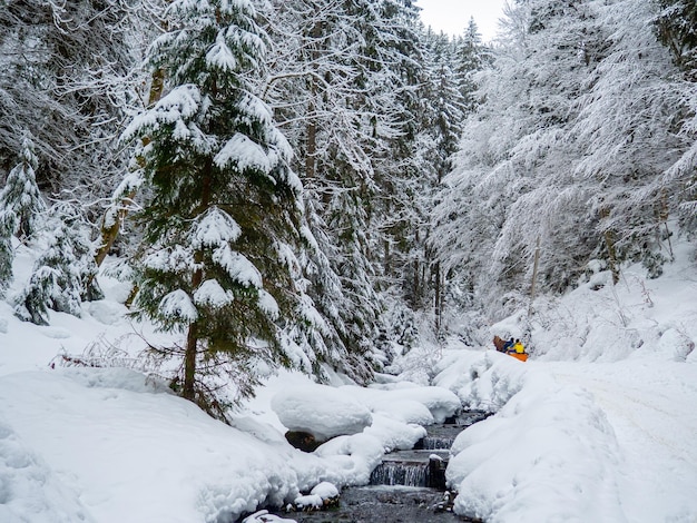 Foresta d'inverno nei Carpazi