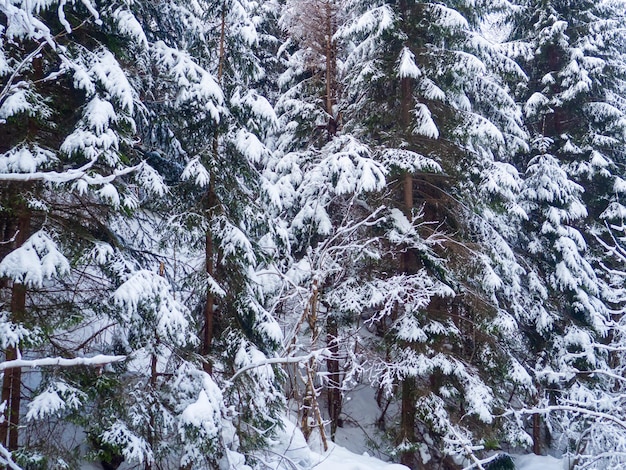 Foresta d'inverno nei Carpazi