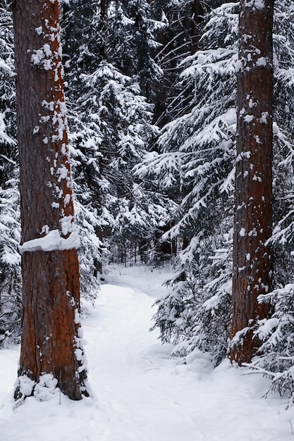 Foresta d'inverno Paesaggio del parco in inverno Alberi innevati ai margini