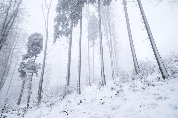 Foresta d'inverno Sfondo naturale Nebbia nella foresta d'inverno La foresta sotto la neve Tempesta di neve Immagine per wallpaperxA