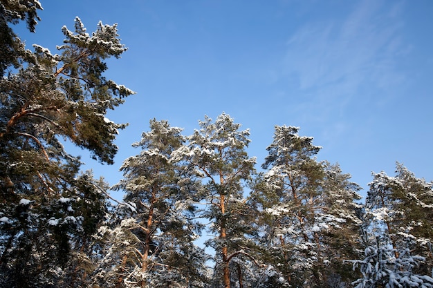 foresta d'inverno