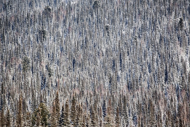 Foresta d'inverno