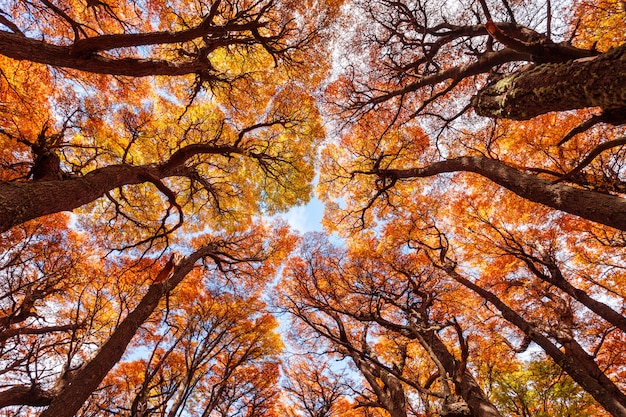 Foresta d'oro in Patagonia