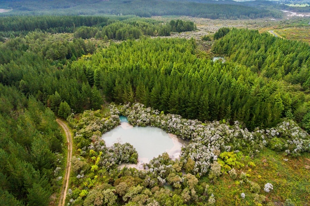 Foresta dal punto di vista degli uccelli