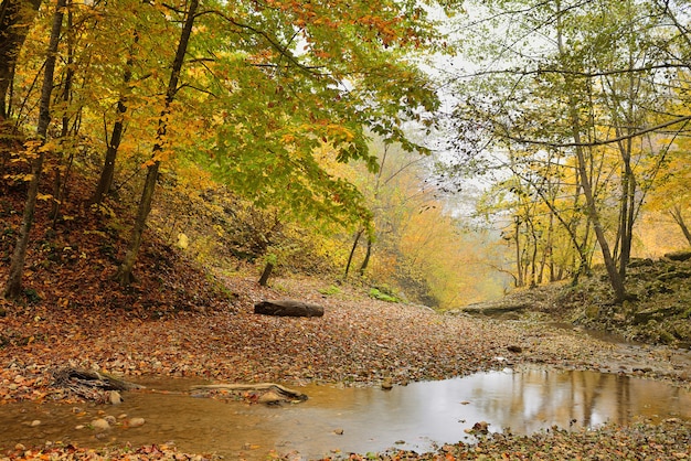 Foresta decidua autunnale