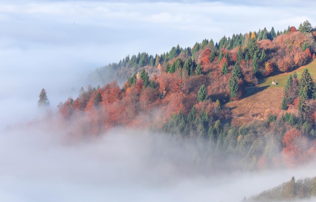 Foresta decidua di autunno alpino sopra le nuvole Vista del drone.